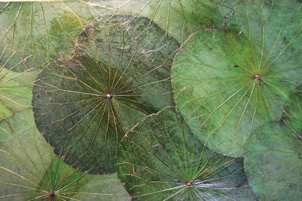 100 x 60 Lotus Leaf Art Green Forest 4 100 x 60 Lotus Leaf Art Green Forest