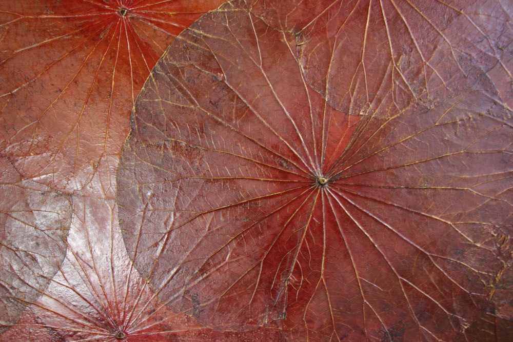 100 x 60 Lotus Leaf Art Rustic Red 5 100 x 60 Lotus Leaf Art Rustic Red