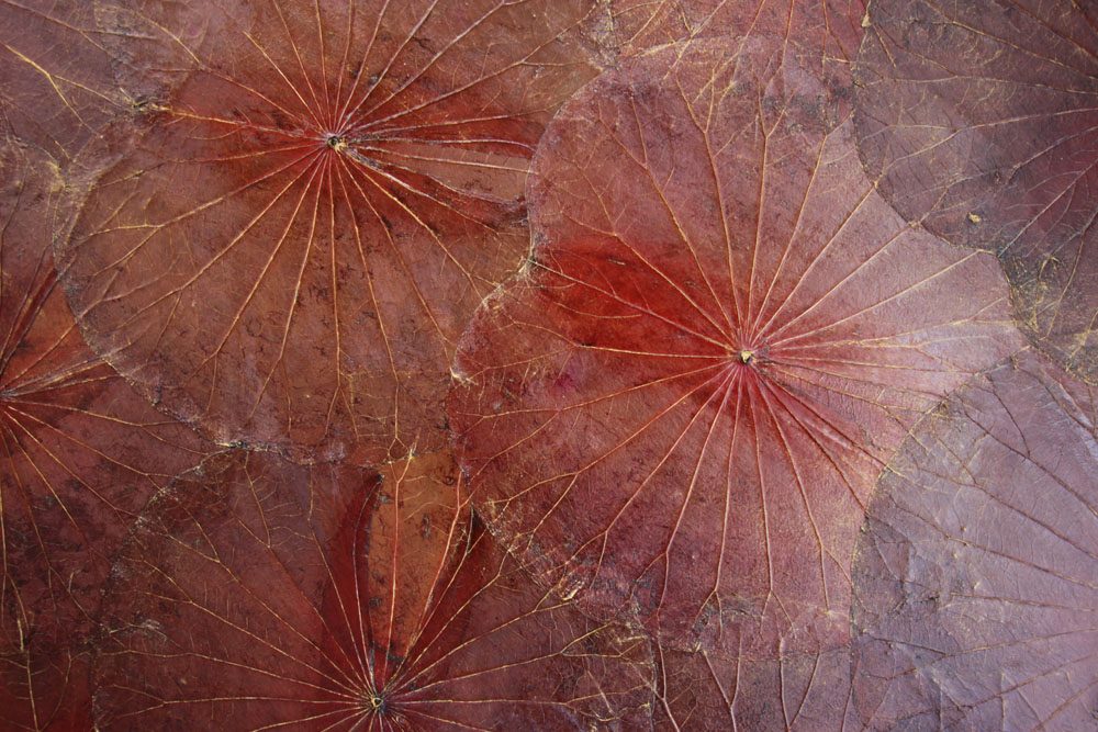 120 x 80 Lotus Leaf Art Rustic Red 5 120 x 80 Lotus Leaf Art Rustic Red
