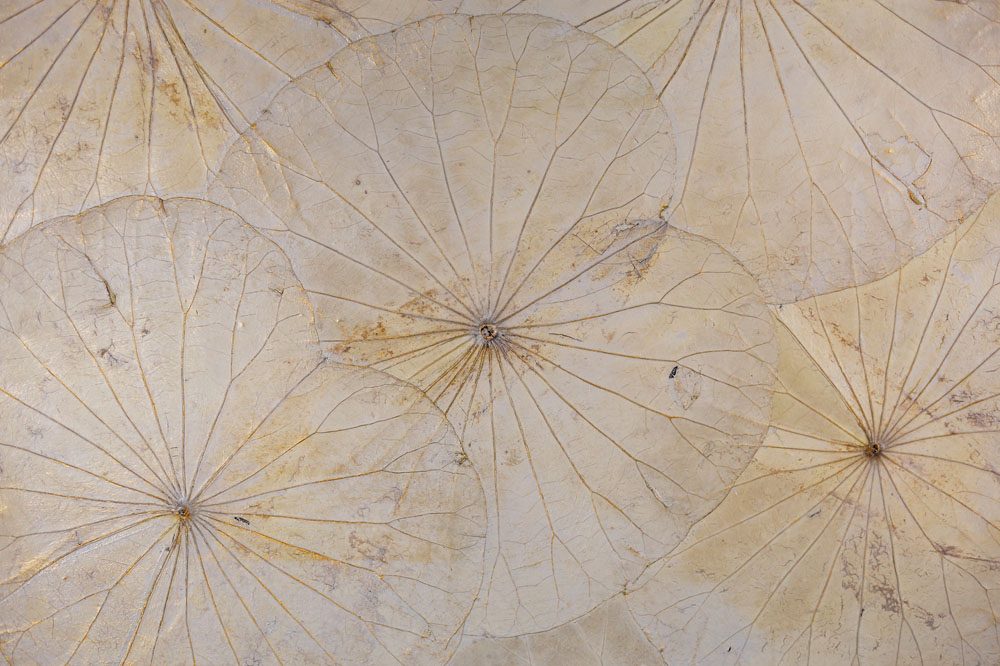 30 x 30 Lotus Leaf Art Mink Grey 4 30 x 30 Lotus Leaf Art Mink Grey