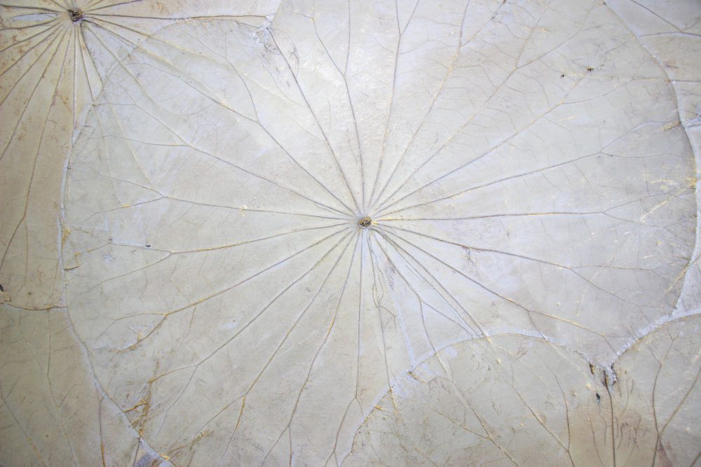 48 x 48 Lotus Leaf Art Mink Grey 4 48 x 48 Lotus Leaf Art Mink Grey