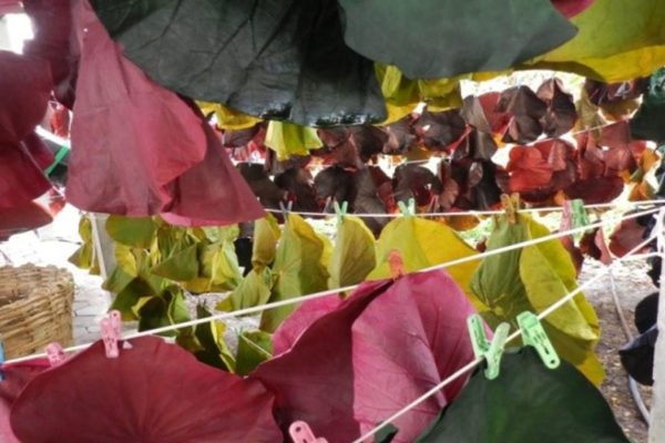 Lotus 4 hangingonline